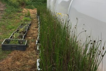 a row of tall sea club-rush plants growing beside a polytunnel, lower growing grasses are in an adjacent row in lower containers.