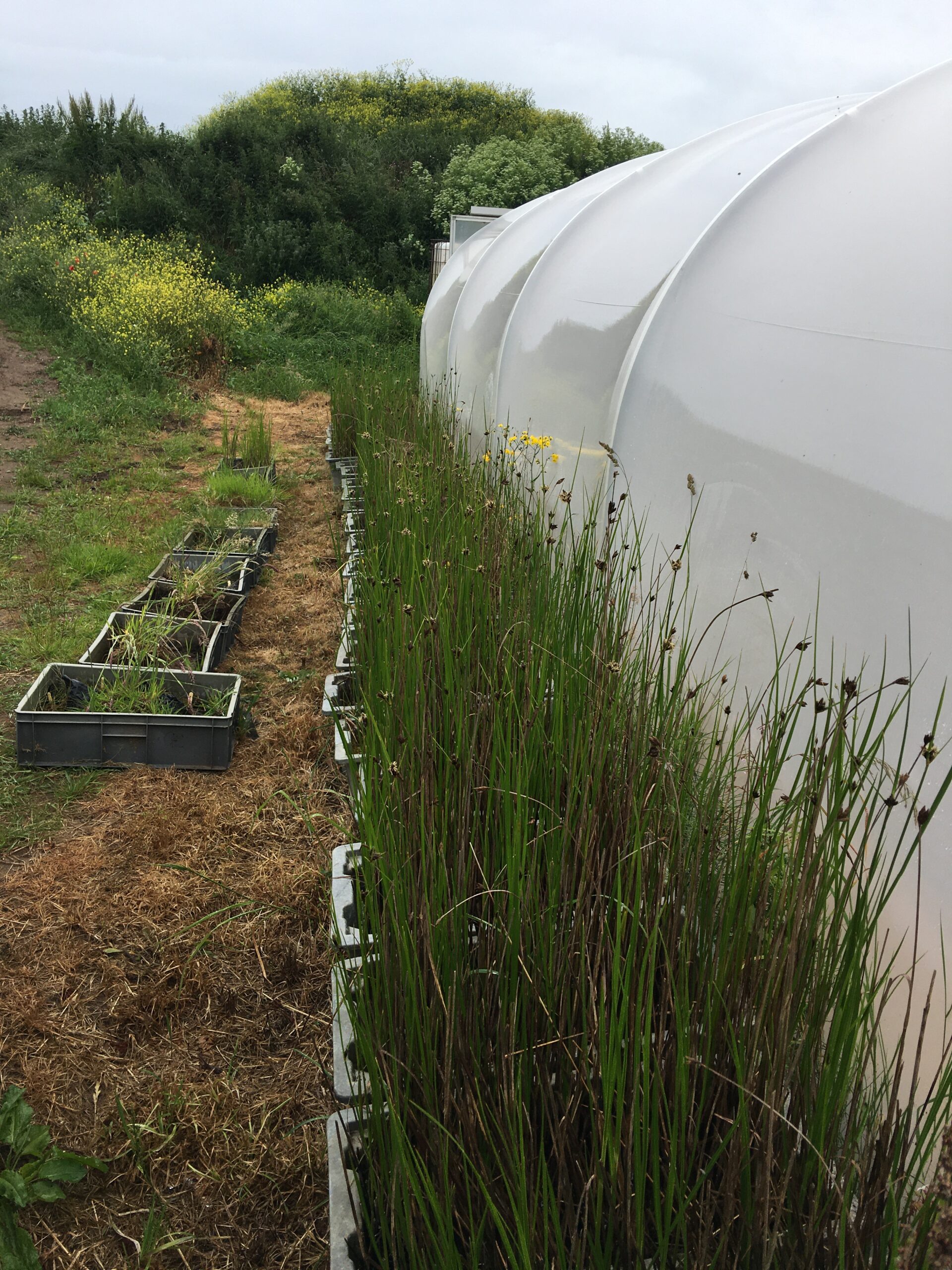 a row of tall sea club-rush plants growing beside a polytunnel, lower growing grasses are in an adjacent row in lower containers.