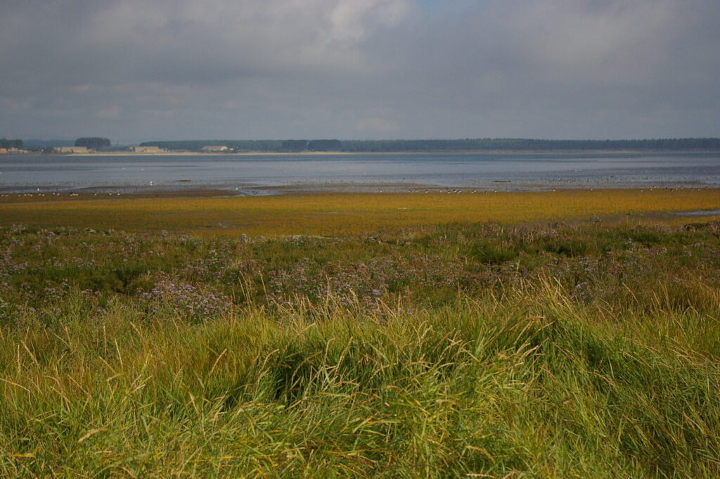 A view over an estuary with horizontal bands of differently coloured vegetation in the foreground, the water of the estuary and on the far bank the dark line of a forest.