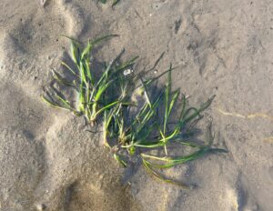 green plant with strap like leaves growing in wet sand, it is lying flat on the sand as the tide is out.